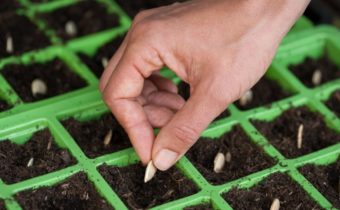Sowing seeds