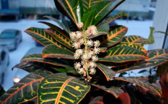 Causes of Croton Flowering
