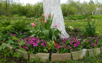 Flowers Under the Trees