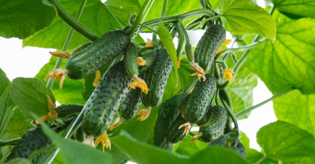 superbug cucumbers