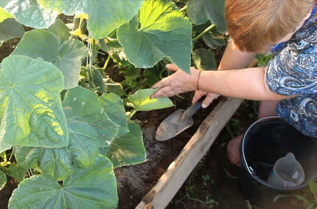 Bread fertilizer for cucumbers