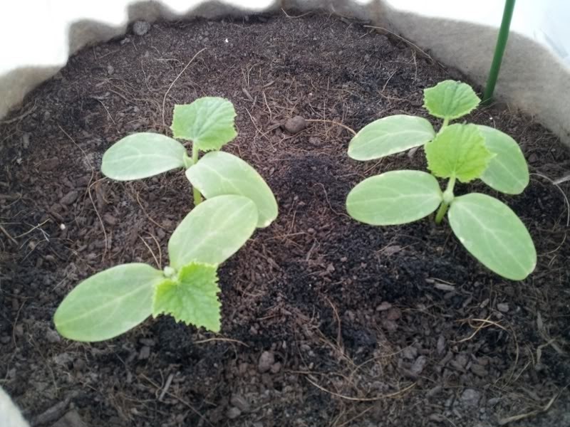 seedlings of cucumbers