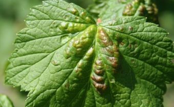 Currant Sheets