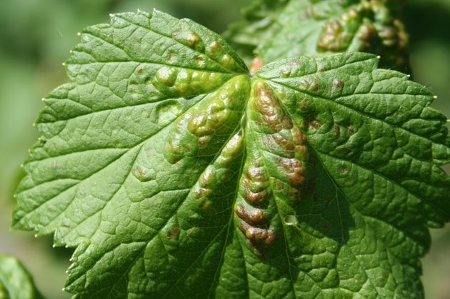 Currant Sheets